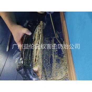 廣州體育館滅治白蟻工程